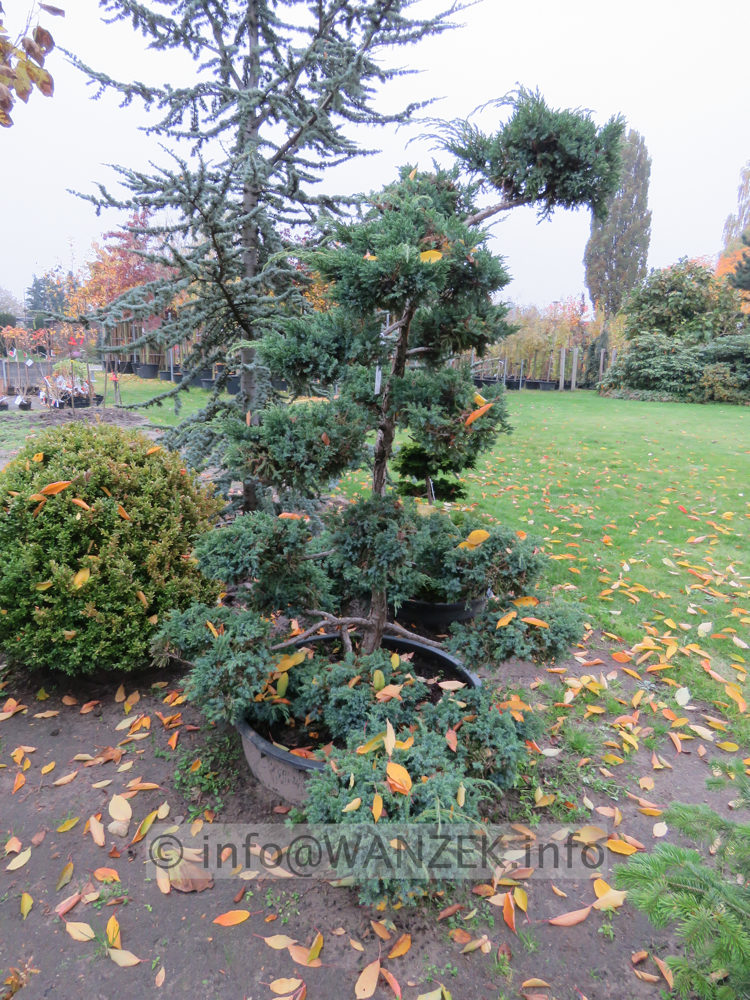 Juniperus chinensis Blauer Schwede Bonsai 02b.JPG